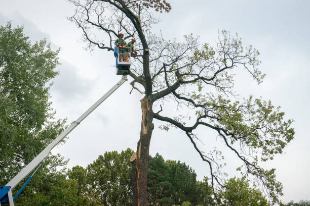 Best Tree Maintenance Programs  in Ho Ho Kus, NJ